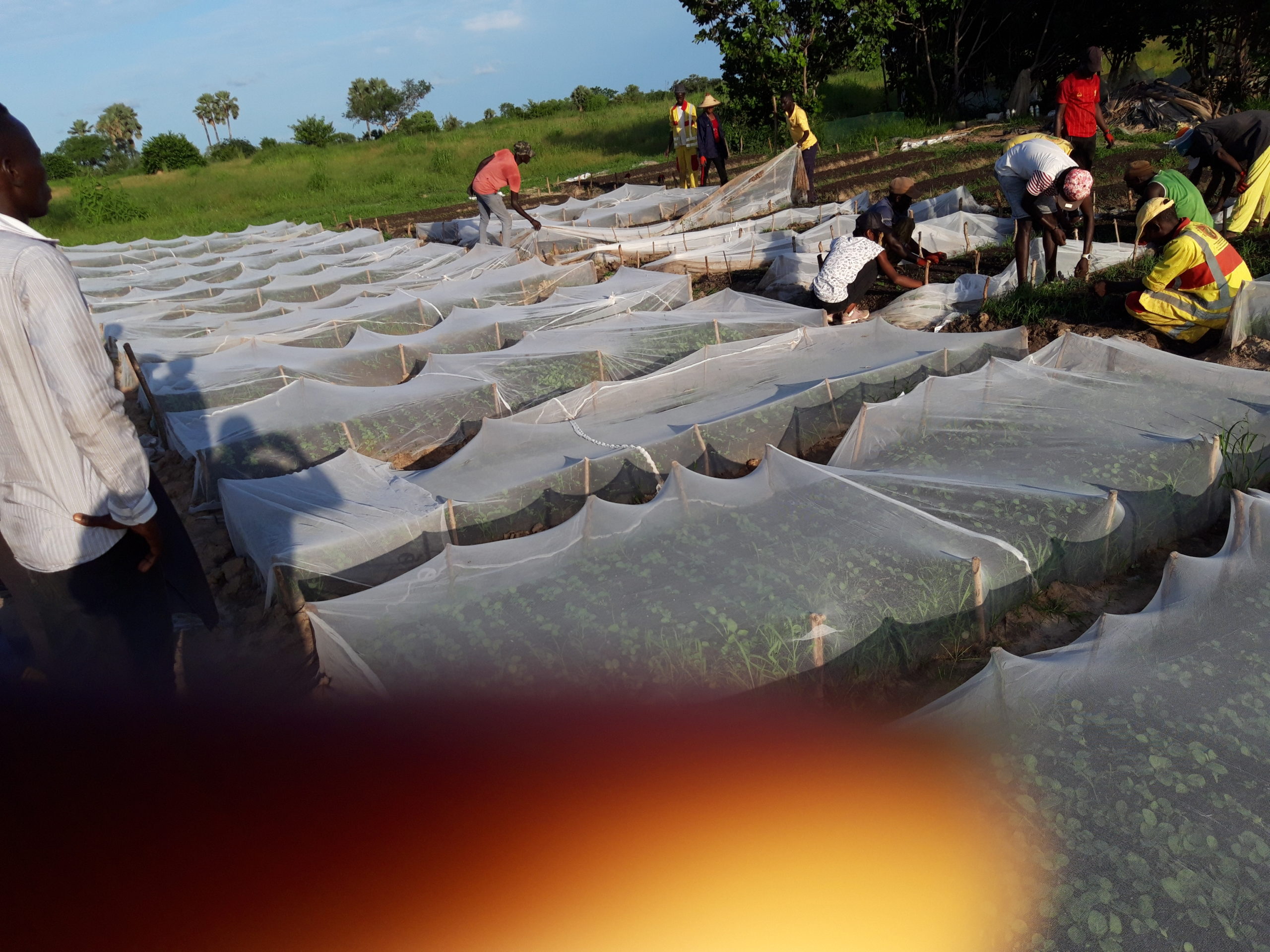 lutte contre l’émigration clandestine :  :  35 jeunes  enrôlés dans le domaine agricole de  Djibril Mar Diop PDG de Global business