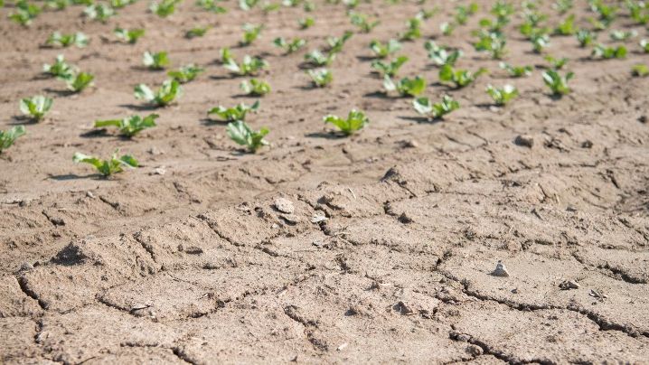 Retard de la pluviométrie : «Pas de conséquences sur les opérations culturales», selon la SODAGRI