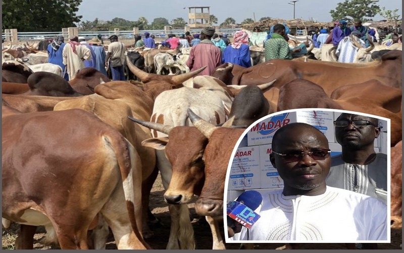 Gamou 2021 : Mohamed Ndiaye Rahma convoie des centaines de bœufs et achète des tonnes de denrées alimentaires pour les besoins du Maouloud