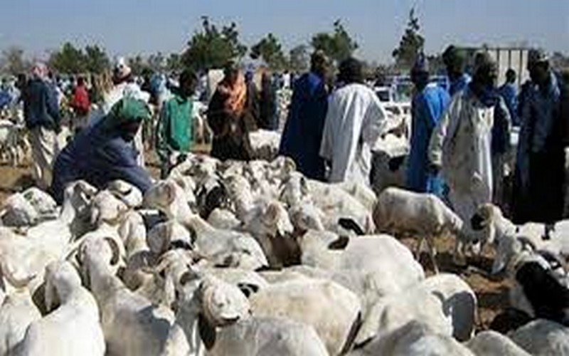 Sanctions contre le Mali : « On va aboutir à une flambée du prix de la viande », selon Ifra Djiba Aly SOW