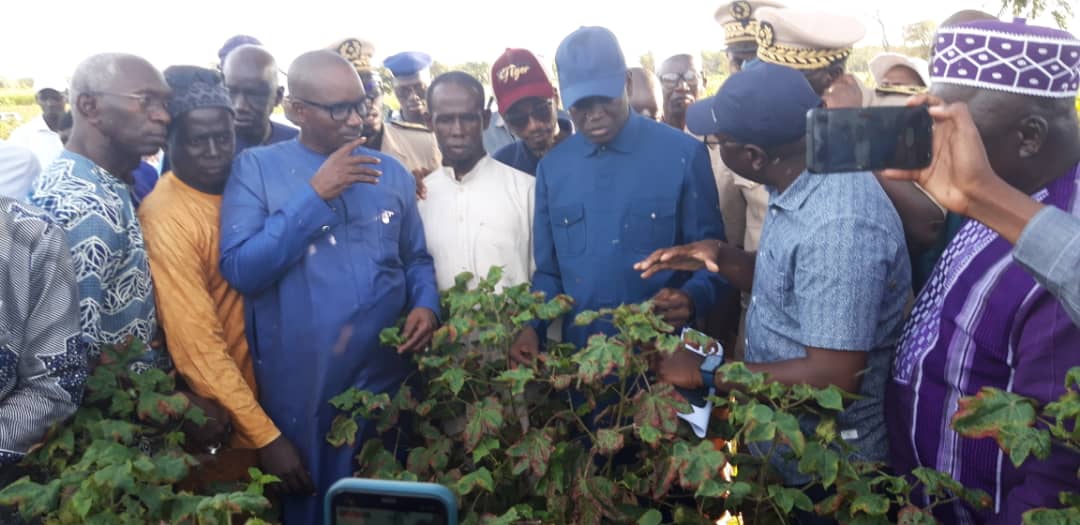 Des hectares de coton ravagés par les jassides :