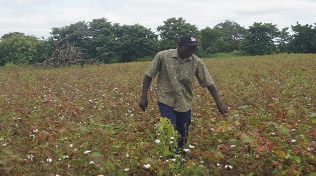 Le MAERSA après la visite des champs de coton dévastés par les jassides : « L’Etat va trouver une solution…»