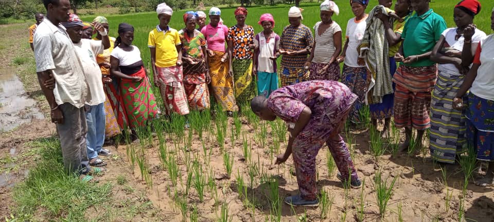 Technologies du placement profond de l’urée et de la  micro dose : le projet USAID « Duundel suuf » obtient des « résultats assez satisfaisants » à Kolda.