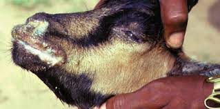 Développement de l’élevage à Kolda : la peste des petits ruminants reste une contrainte majeure