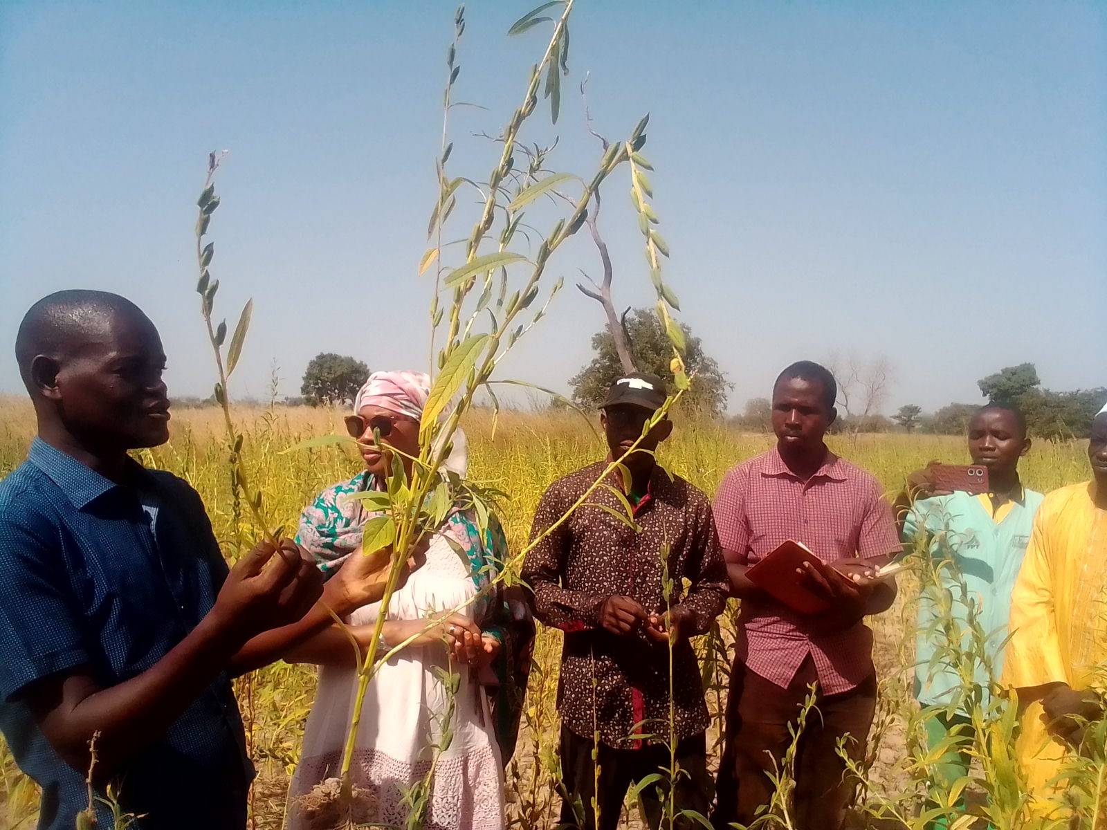 Filière Sésame à Kolda : les acteurs trouvent pertinente l’introduction de nouvelles variétés