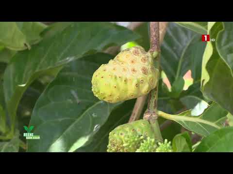 REENI KOOM KOOM – DIMANCHE 03 MARS 2024