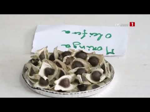 ENVIRONNEMENT | À la découverte du centre national de recherches forestières, depuis 50 ans