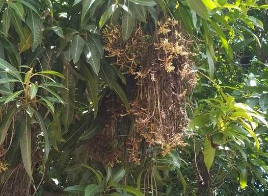 Casamance : la filière mangue menacée par la fusariose (Sanoussi Diakité)