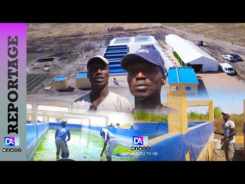 Pêche/Agriculture: Immersion dans l&rsquo;écloserie de Mbodién ou pisciculture et maraichage vont ensemble